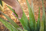 5 Plantines de Aloe Brevifolia