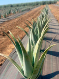 Plantación de Aloe Vera en Finca Las Coronas